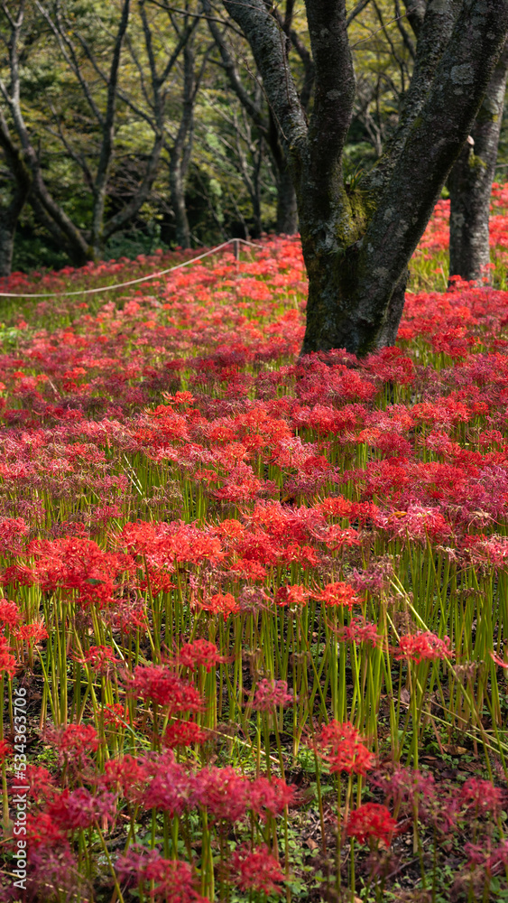 彼岸花の群生地　たくさんの曼珠沙華