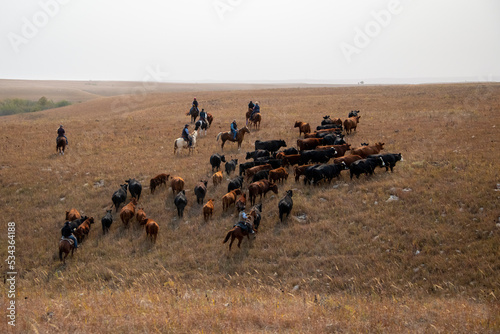 Herding cattle through the Flint Hills of Kansas © Danita Delimont