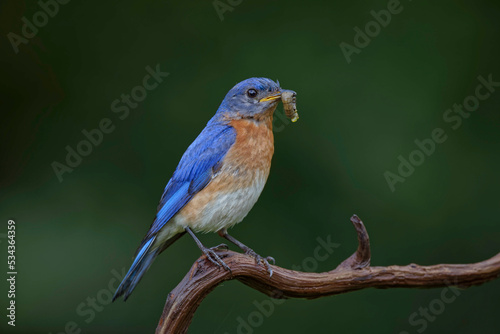 Male Eastern bluebird with grub worm, Kentucky