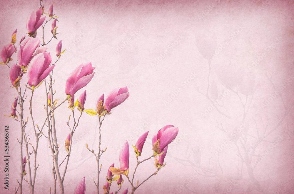 magnolia flowers on old paper background magnolia flowers on old paper background