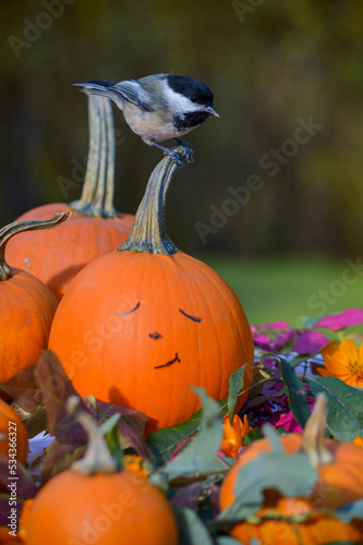 Black-headed Chickadee on a pumpkin in autumn