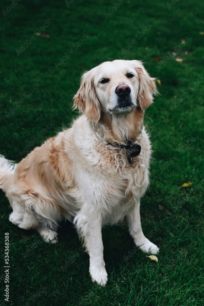 Beautiful Golden retriever dog playing in the backyard. Cute portrait video of a golden retriever looking around. Home family atmosphere. Beautiful Golden retriever dog playing in the backyard. Cute portrait video of a golden retriever looking around. Home family atmosphere.