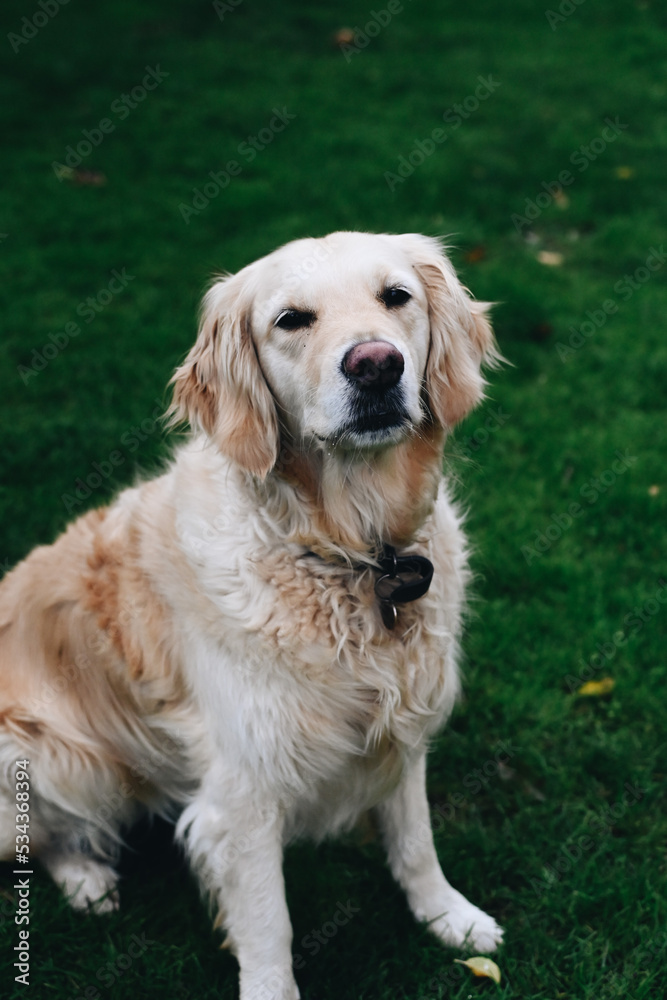 Beautiful Golden retriever dog playing in the backyard. Cute portrait video of a golden retriever looking around. Home family atmosphere. Beautiful Golden retriever dog playing in the backyard. Cute portrait video of a golden retriever looking around. Home family atmosphere.