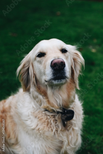 Beautiful Golden retriever dog playing in the backyard. Cute portrait video of a golden retriever looking around. Home family atmosphere.
