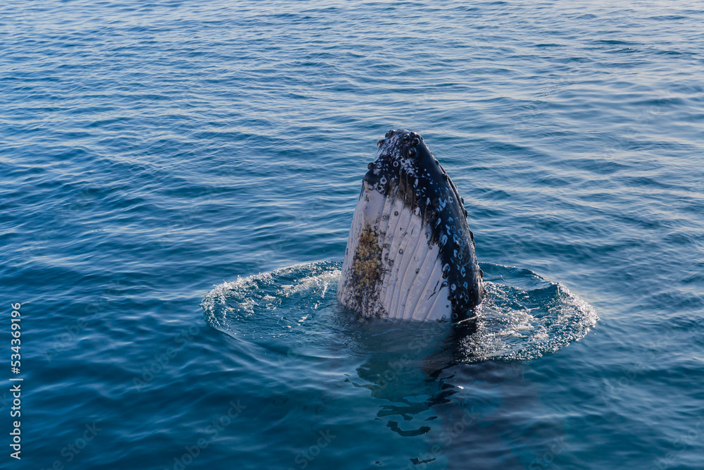 Naklejka premium Humpback Whale in glassy water on a very calm day in Hervey Bay