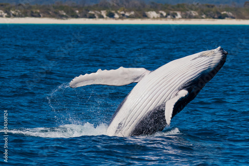 Humpback Whale calf breaching on a very calm day in Hervey Bay - its mother was swimming just beneath it photo