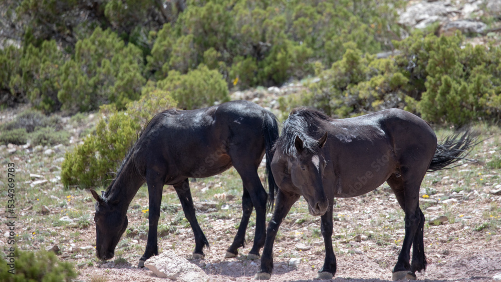 Pair of black wild horses licking minerals in the desert of the western United States Pair of black wild horses licking minerals in the desert of the western United States