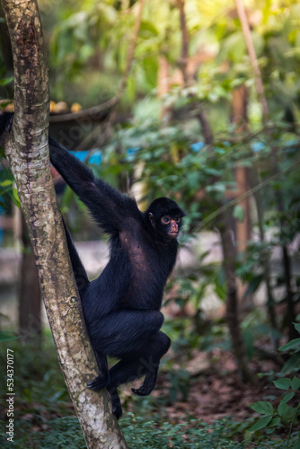 beautiful portrait of monkey at peruvian jungle