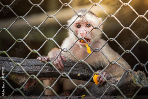 beautiful portrait of monkey at peruvian jungle  © jon_chica