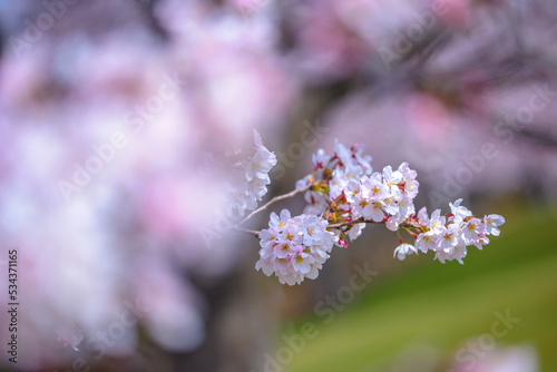 公園の桜