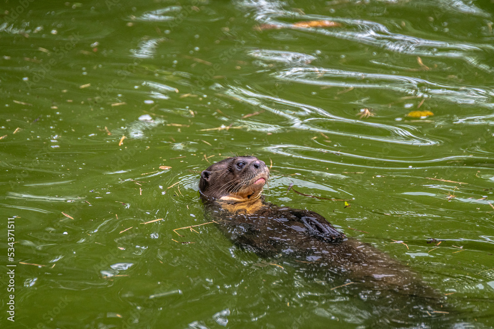 Fototapeta premium portrait of sea lion in a zoo