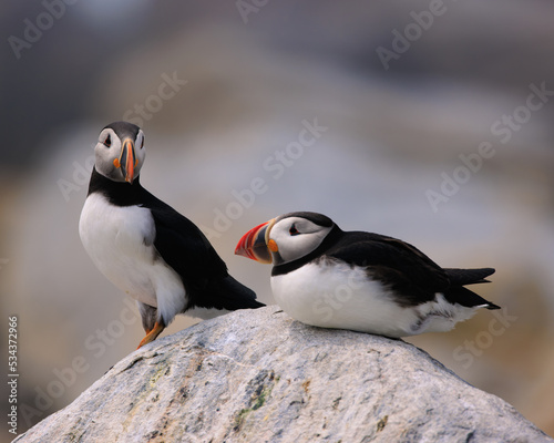 two puffins together