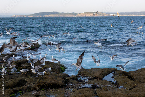 A huge number of gulls on the rocky ocean shore in search of food.
