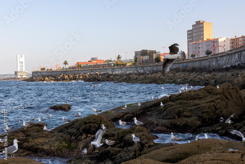 Seagulls gathered on the shore in search of food, one seagull flying close-up. View of the city.