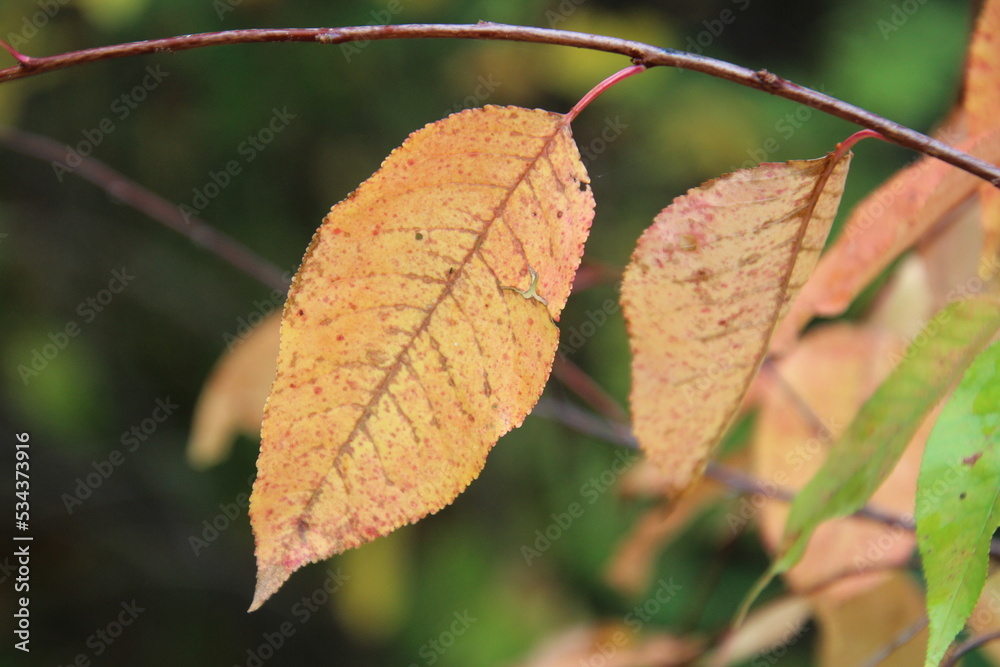 autumn leaves on a tree autumn leaves on a tree