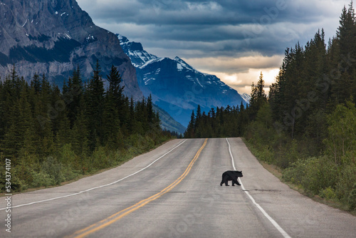 bear walking across empty road