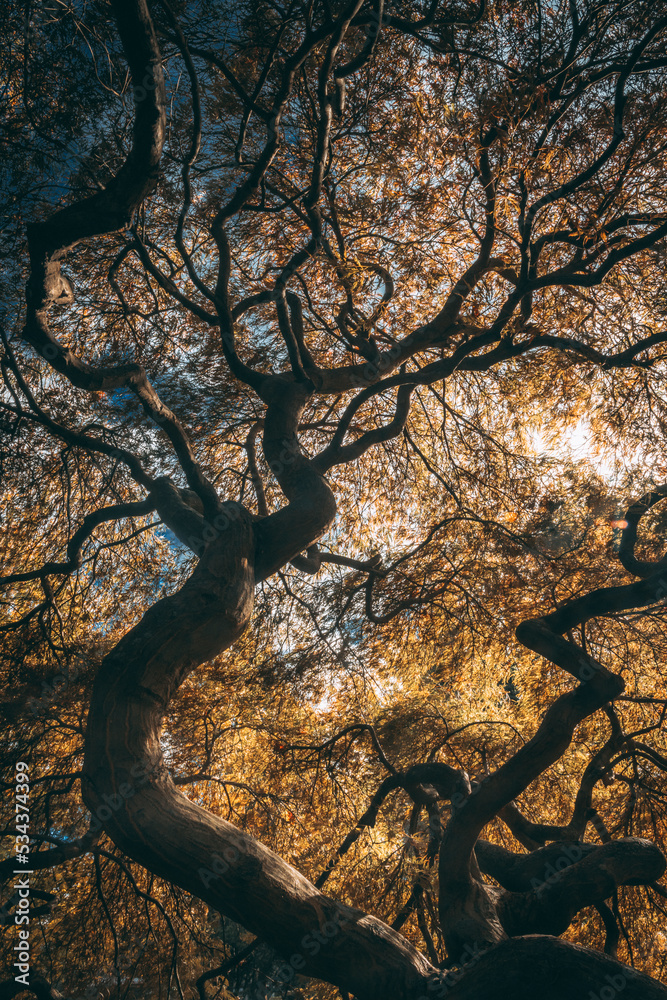 tree in the morning tree in the morning