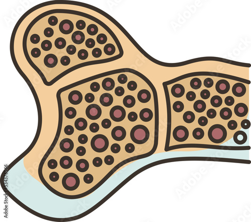 Bone icon