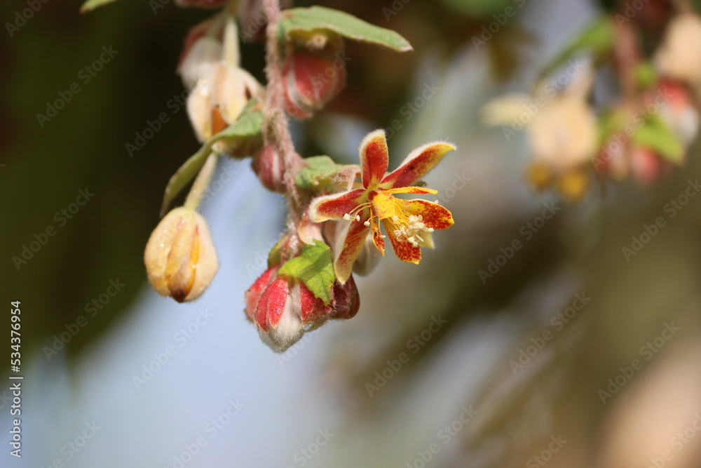 Cambodia. Grewia retinervis is a plant native to Namibia and South Africa. It is found in the North West. Cambodia. Grewia retinervis is a plant native to Namibia and South Africa. It is found in the North West.