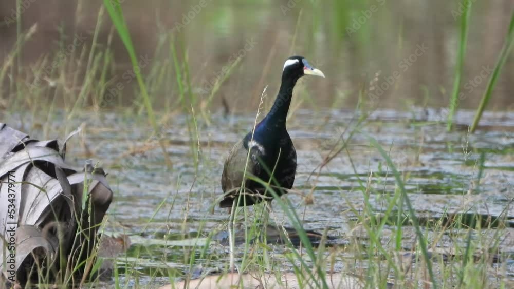 White-breasted waterhen - pond - relax. White-breasted waterhen - pond - relax.