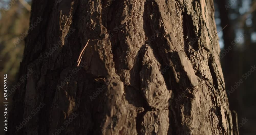 Close up shot of giant tree bark lighting in sun at forest, orbiting Close up shot of giant tree bark lighting in sun at forest, orbiting