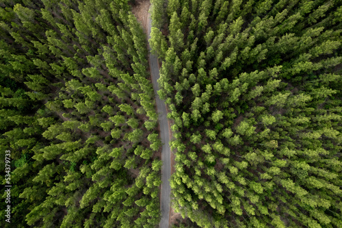 aerial view green forest landscape aerial natural scenery of pine trees and contrasting road path country path through pine trees adventure travel concept. soft focus