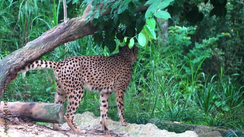 Critically endangered species, male asiatic cheetah, acinonyx jubatus venaticus walking pass a tree, marking territory with its scent by urinating.