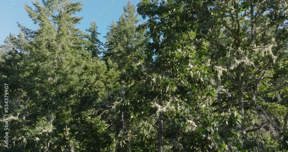 Drone aerial of scenic of trees in southern Washington State. Shot on Mavic 3 Cine. 30 fps. 4k resolution. Prores. Drone aerial of scenic of trees in southern Washington State. Shot on Mavic 3 Cine. 30 fps. 4k resolution. Prores.