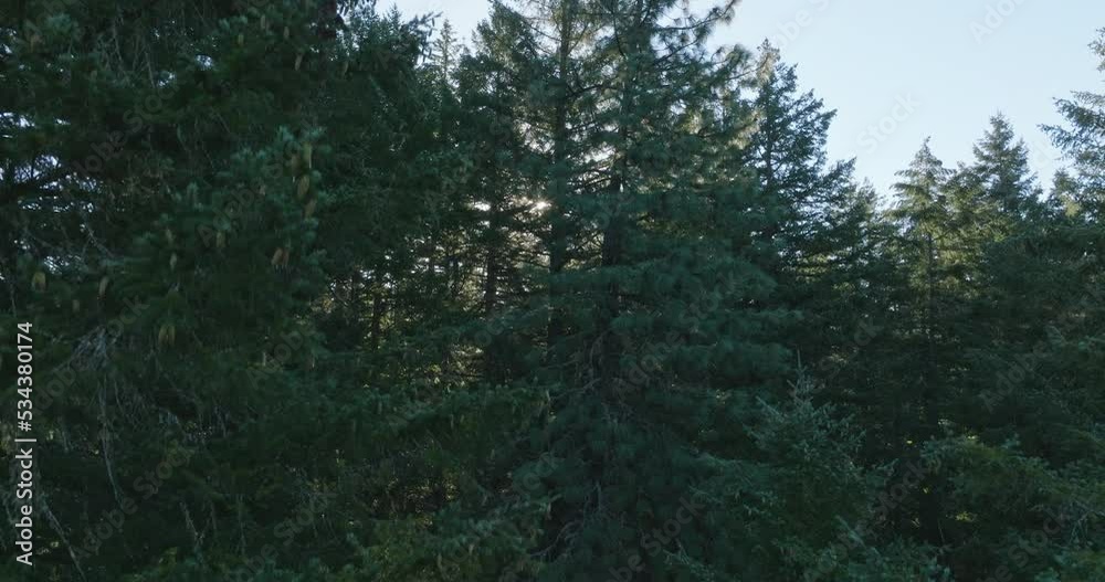 Drone aerial of scenic of trees in southern Washington State. Shot on Mavic 3 Cine. 30 fps. 4k resolution. Prores. Drone aerial of scenic of trees in southern Washington State. Shot on Mavic 3 Cine. 30 fps. 4k resolution. Prores.