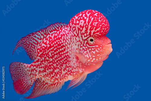 Color fish on the blue background, wallpaper