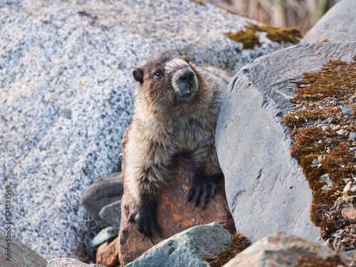 Hoary marmot climbing rocks in Southeast Alaska photo