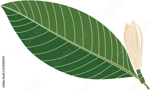 Abstract of chempaka flower with leaf on white background.