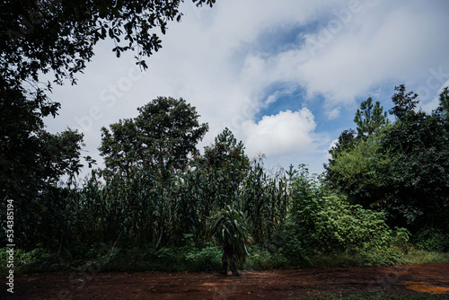 Man Farmer Guatemala Corn Agricultural