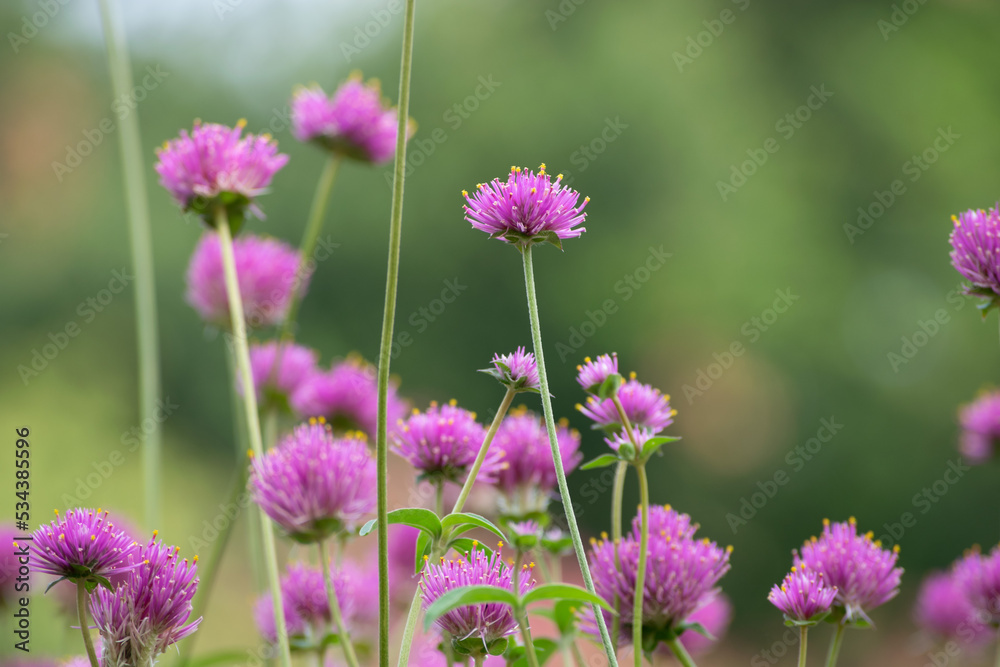 Pink flowers in the field. Romantic wildflowers