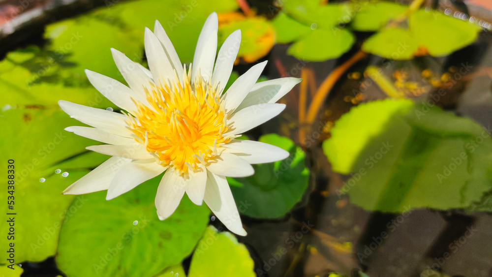 white lotus beautifully in the water garden white lotus beautifully in the water garden