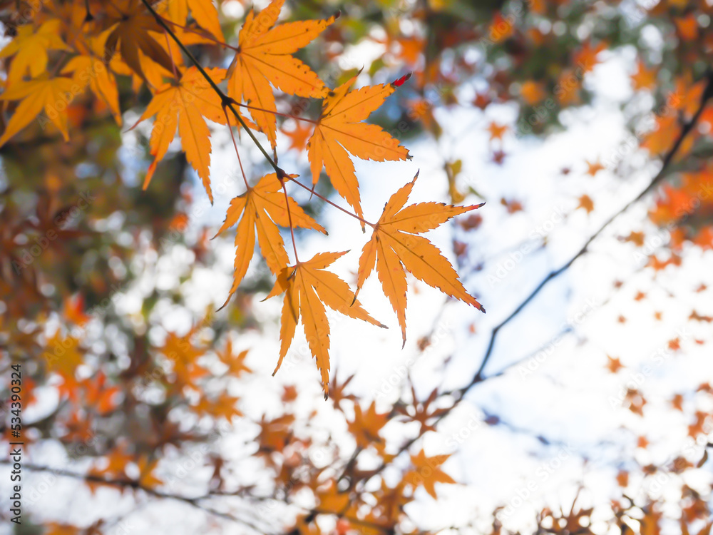 紅葉の葉