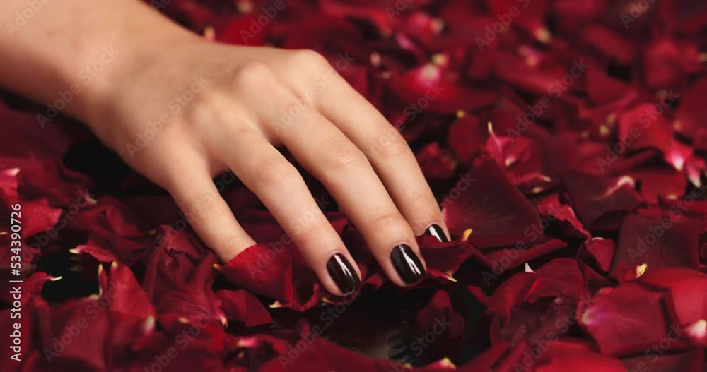 Woman, manicure hands or petals from red rose in studio after spa, self love luxury or fashion nails design. Zoom, texture flowers background or model fingers after wellness salon for nail polish art