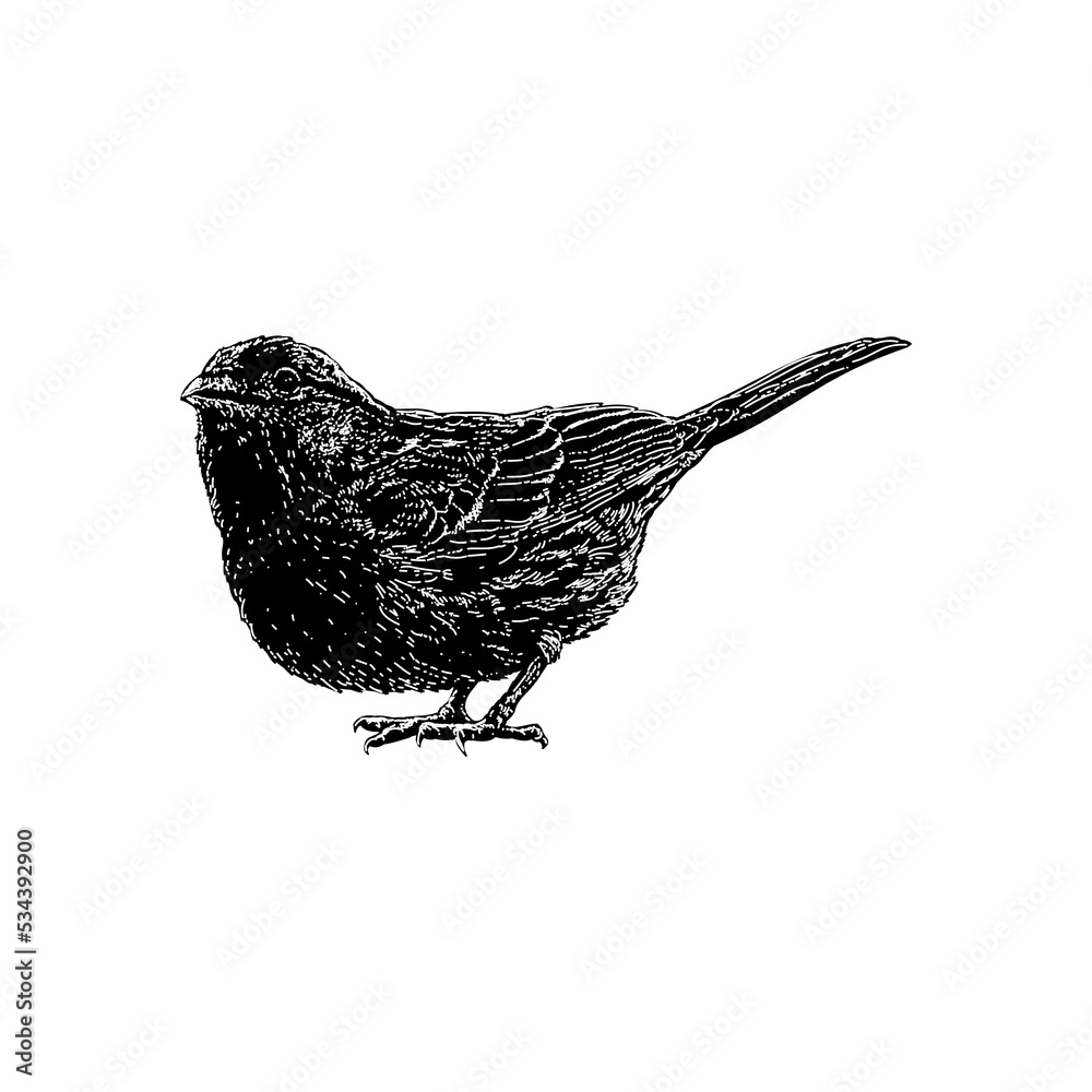 Red Finch hand drawing vector illustration isolated on background Stock
