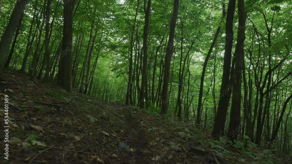 Gimbal shot over dirt path in dark Pennsylvania forest in summertime in slow motion Gimbal shot over dirt path in dark Pennsylvania forest in summertime in slow motion