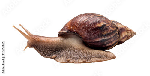 Snail on a white background, are classified as invertebrates and like to eat vegetables.