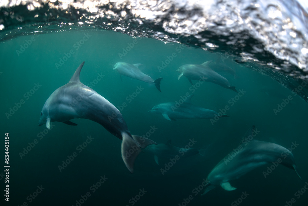 Fototapeta premium Underwater photo of wild dolphins, Australia