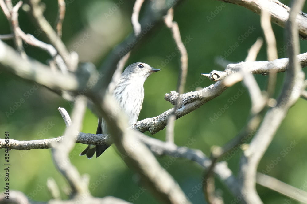 grey streaked flycatcher on a branch grey streaked flycatcher on a branch