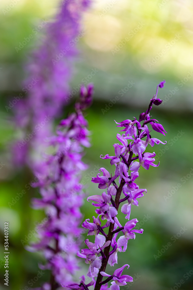 Orchis mascula flower growing in meadow, close up Orchis mascula flower growing in meadow, close up
