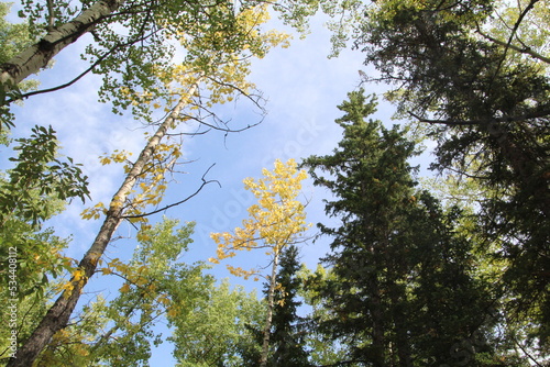 tree and sky