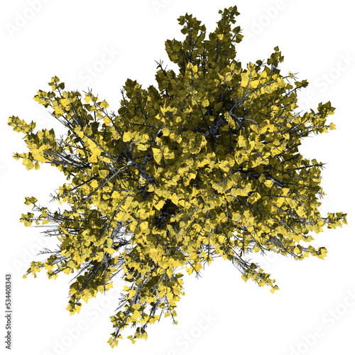 White Birch Tree – Top View