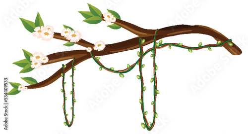 Cherry blossom branch isolated