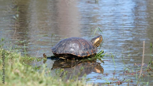 Black bellied slider turtle sunning in shallow water with reflection of the terrapin on the water in Parque De Palmar Argentina