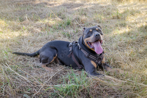 Dog - American Stafford. black color. in the shade of trees on a hot day lies on the grass photo