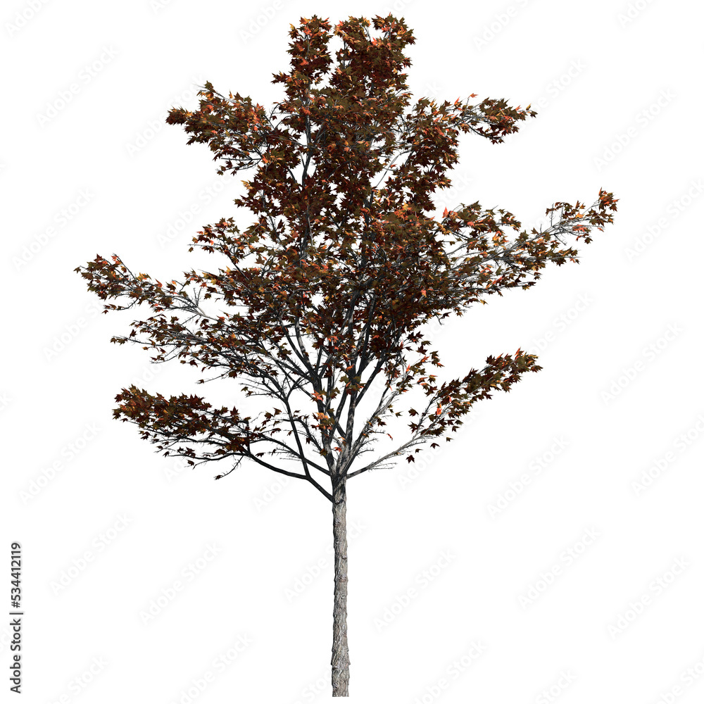Fototapeta premium Japanese Maple Tree – Front View