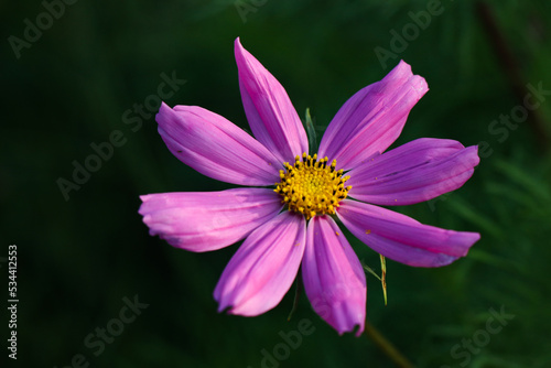 pink and yellow flower